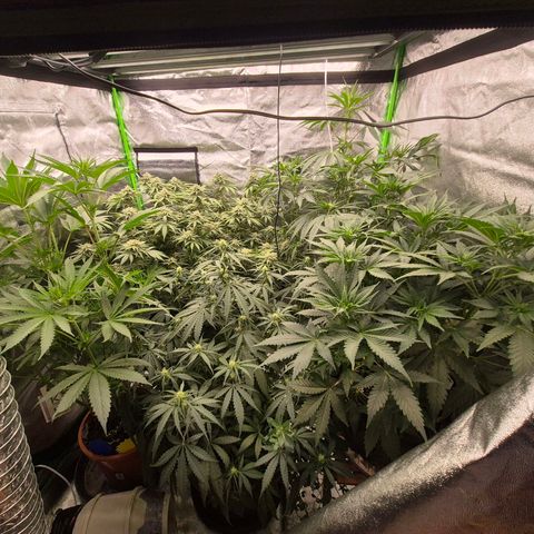Ice cream cake 🍰 & permanent marker🖊(65-73bt) growlog photo: Neues Zelt  🥰 growroom war scheiße,  wegen der Temperaturen 