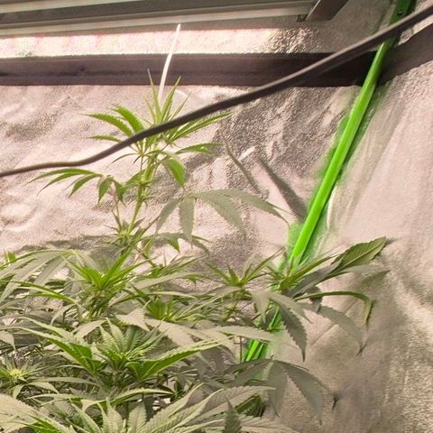 Ice cream cake 🍰 & permanent marker🖊(65-73bt) growlog photo: Neues Zelt  🥰 growroom war scheiße,  wegen der Temperaturen 