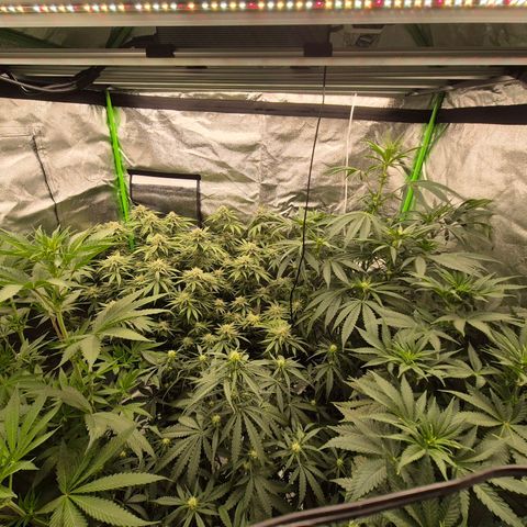 Ice cream cake 🍰 & permanent marker🖊(65-73bt) growlog photo: Neues Zelt  🥰 growroom war scheiße,  wegen der Temperaturen 