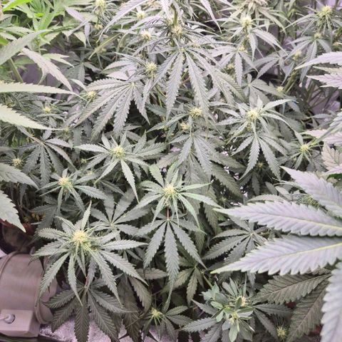 LSD auto (63-70 Tage ab Keimung) growlog timeline photo