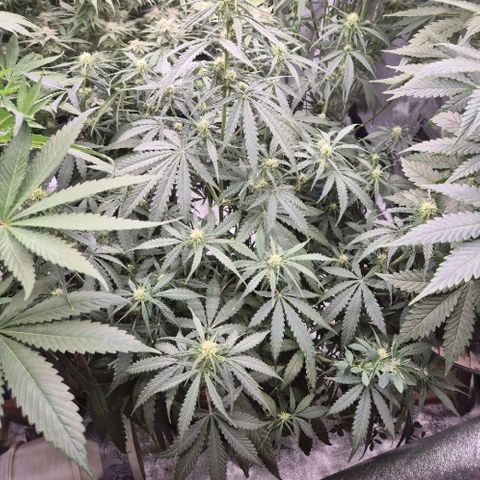 LSD auto (63-70 Tage ab Keimung) growlog timeline photo