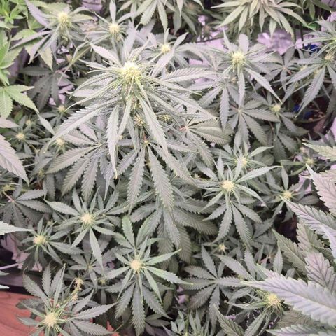 LSD auto (63-70 Tage ab Keimung) growlog timeline photo
