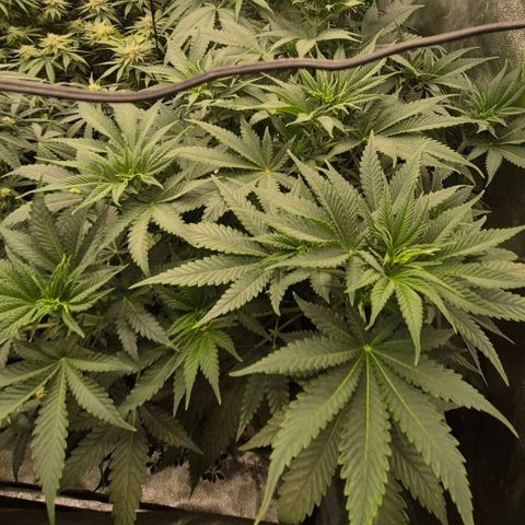 Tangerine dream 🌴 (60-65bt)  growlog timeline photo