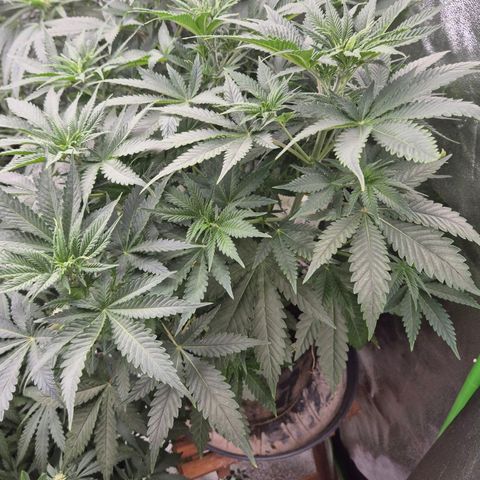 Tangerine dream 🌴 (60-65bt)  growlog timeline photo