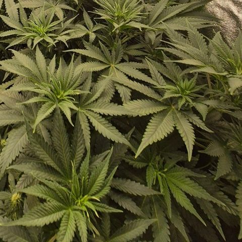 Tangerine dream 🌴 (60-65bt)  growlog timeline photo