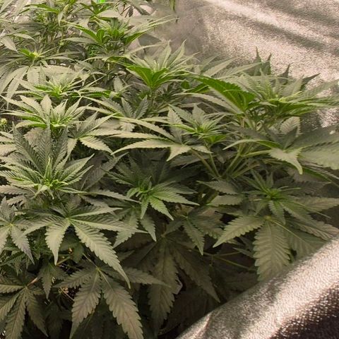 Tangerine dream 🌴 (60-65bt)  growlog timeline photo