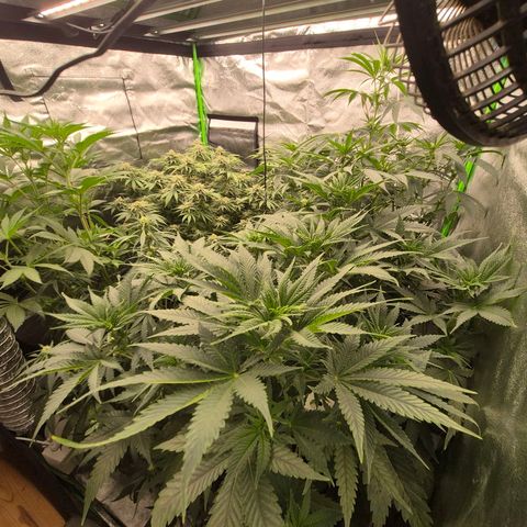 Tangerine dream 🌴 (60-65bt)  growlog timeline photo