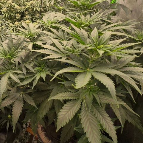 Tangerine dream 🌴 (60-65bt)  growlog timeline photo