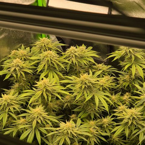 WTF- Königin Mimosa evo 👑👑👑 (65-70bt) growlog timeline photo