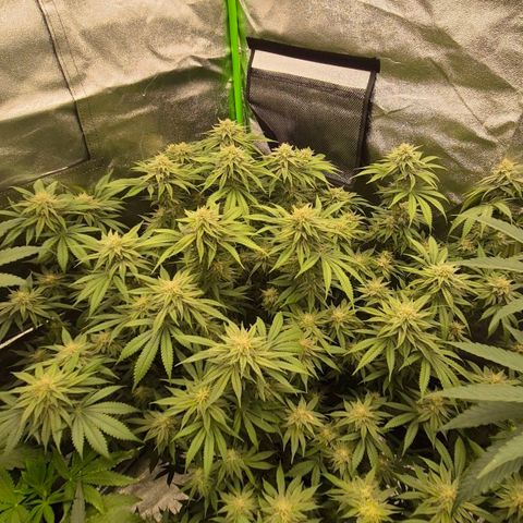 WTF- Königin Mimosa evo 👑👑👑 (65-70bt) growlog timeline photo