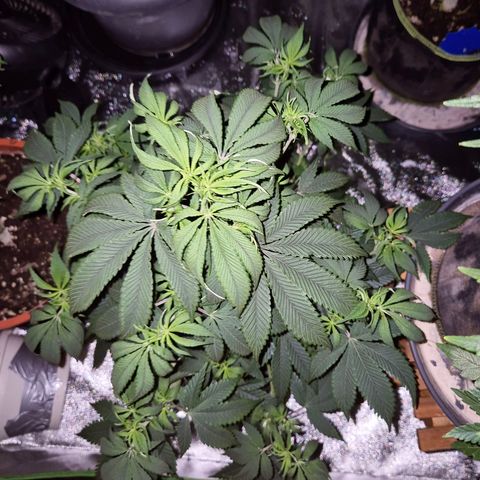 Mimosa evo stecki  🍊🍋🍍 (65-70bt) growlog photo: Etwas viel hin und her in 2 Tagen, wird sie wieder super aussehen!