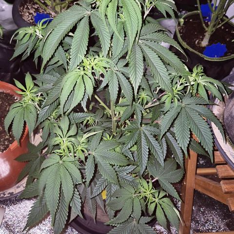 Mimosa evo stecki  🍊🍋🍍 (65-70bt) growlog photo: Etwas viel hin und her in 2 Tagen, wird sie wieder super aussehen!