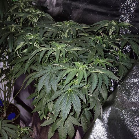 Mimosa evo stecki  🍊🍋🍍 (65-70bt) growlog photo: Etwas viel hin und her in 2 Tagen, wird sie wieder super aussehen!