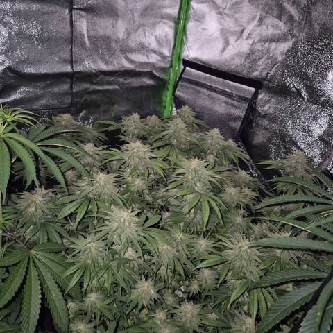 WTF- Königin Mimosa evo 👑👑👑 (65-70bt) growlog timeline photo