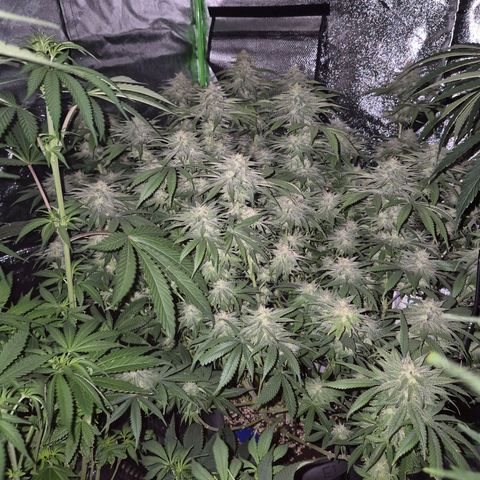 WTF- Königin Mimosa evo 👑👑👑 (65-70bt) growlog timeline photo