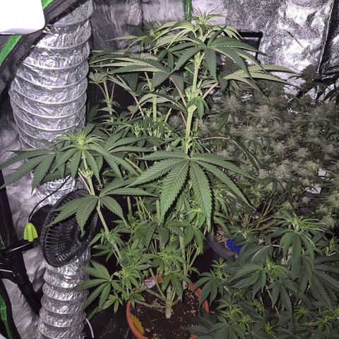Ice cream cake 🍰 & permanent marker🖊(65-73bt) growlog timeline photo