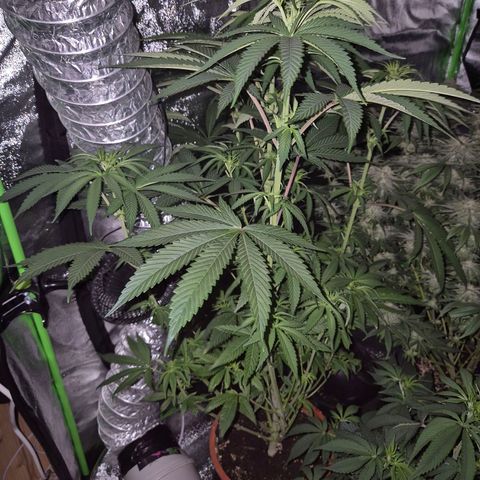 Ice cream cake 🍰 & permanent marker🖊(65-73bt) growlog timeline photo