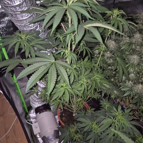 ICE 💚🧊 (63-70bt) growlog timeline photo