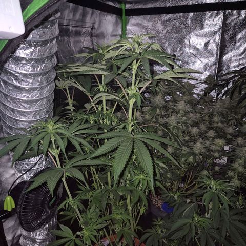 ICE 💚🧊 (63-70bt) growlog timeline photo