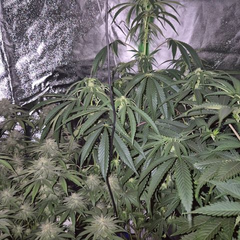 Ice cream cake 🍰 & permanent marker🖊(65-73bt) growlog timeline photo