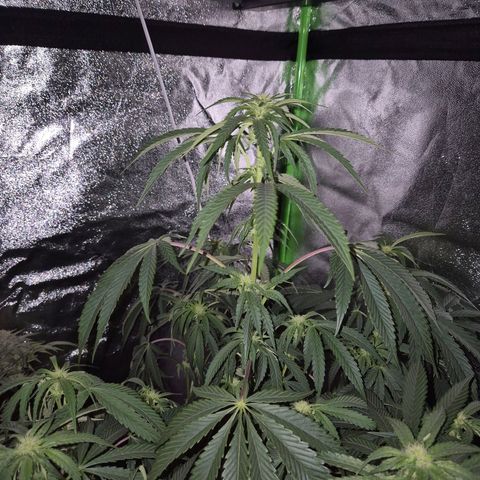 Ice cream cake 🍰 & permanent marker🖊(65-73bt) growlog timeline photo