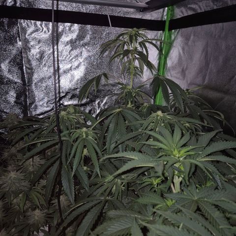 Ice cream cake 🍰 & permanent marker🖊(65-73bt) growlog timeline photo