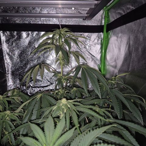 Ice cream cake 🍰 & permanent marker🖊(65-73bt) growlog timeline photo