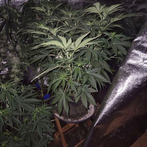 Tangerine dream 🌴 (60-65bt)  growlog timeline photo