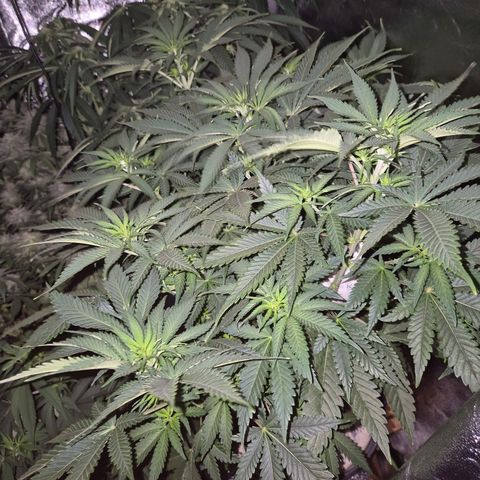 Tangerine dream 🌴 (60-65bt)  growlog timeline photo