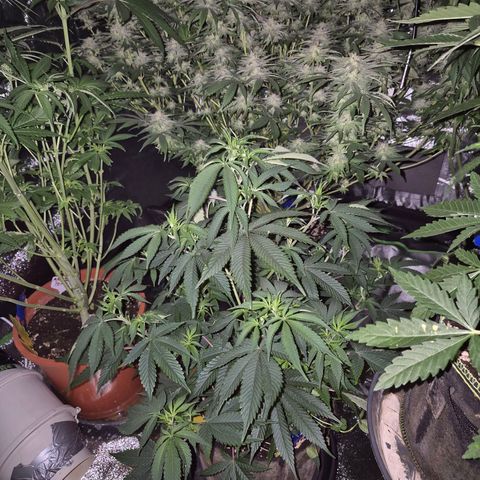 Mimosa evo stecki  🍊🍋🍍 (65-70bt) growlog timeline photo