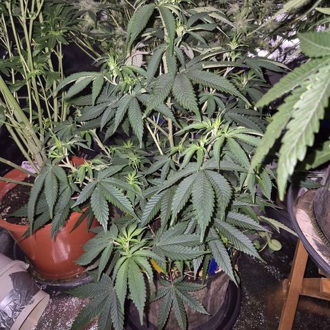 Mimosa evo stecki  🍊🍋🍍 (65-70bt) growlog timeline photo