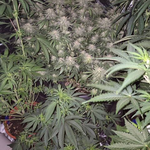 Mimosa evo stecki  🍊🍋🍍 (65-70bt) growlog timeline photo