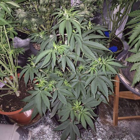 Mimosa evo stecki  🍊🍋🍍 (65-70bt) growlog timeline photo