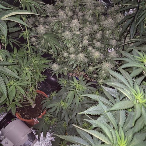 Mimosa evo stecki  🍊🍋🍍 (65-70bt) growlog timeline photo