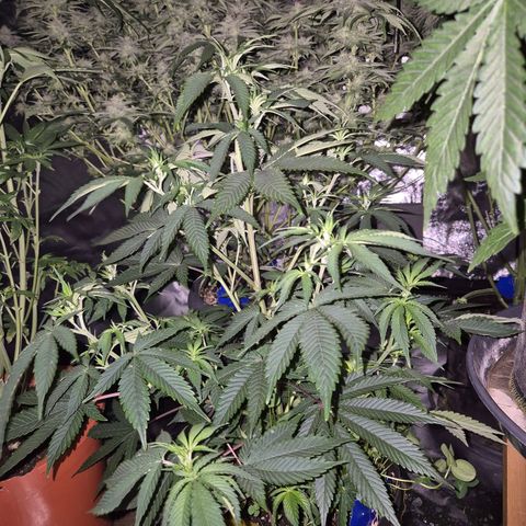 Mimosa evo stecki  🍊🍋🍍 (65-70bt) growlog timeline photo