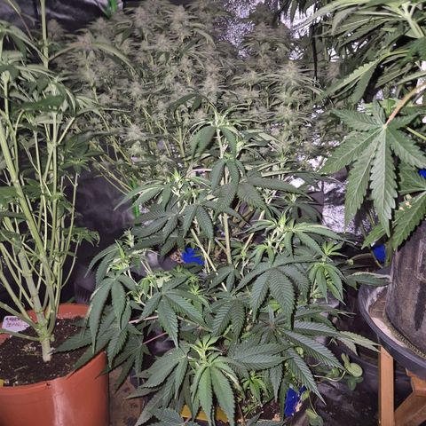 Mimosa evo stecki  🍊🍋🍍 (65-70bt) growlog timeline photo