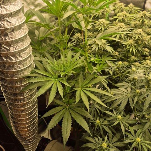 ICE 💚🧊 (63-70bt) growlog timeline photo
