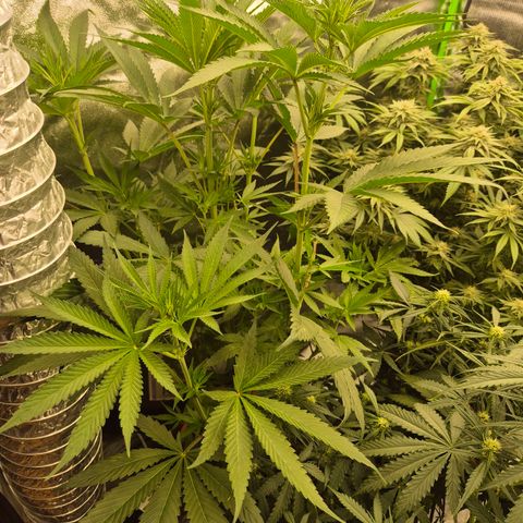 ICE 💚🧊 (63-70bt) growlog timeline photo