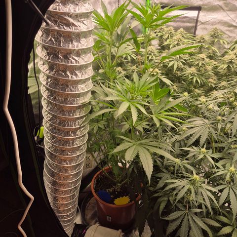 ICE 💚🧊 (63-70bt) growlog timeline photo