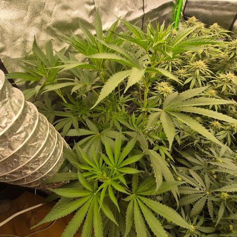 ICE 💚🧊 (63-70bt) growlog timeline photo