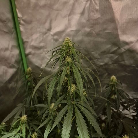 LSD auto (63-70 Tage ab Keimung) growlog timeline photo