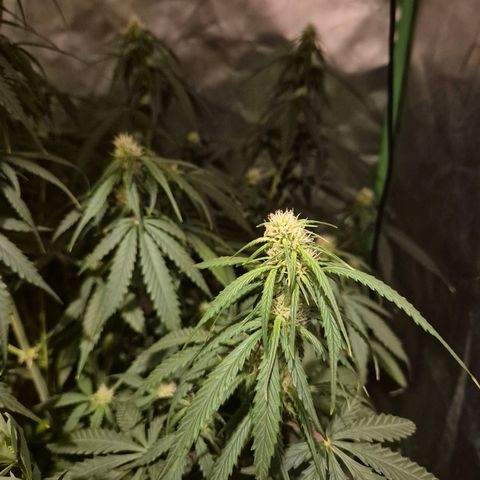 LSD auto (63-70 Tage ab Keimung) growlog timeline photo
