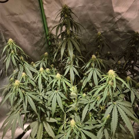 LSD auto (63-70 Tage ab Keimung) growlog timeline photo