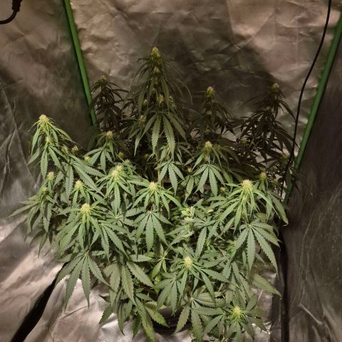 LSD auto (63-70 Tage ab Keimung) growlog timeline photo