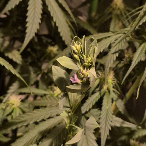 LSD auto (63-70 Tage ab Keimung) growlog timeline photo