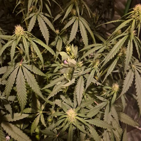 LSD auto (63-70 Tage ab Keimung) growlog timeline photo