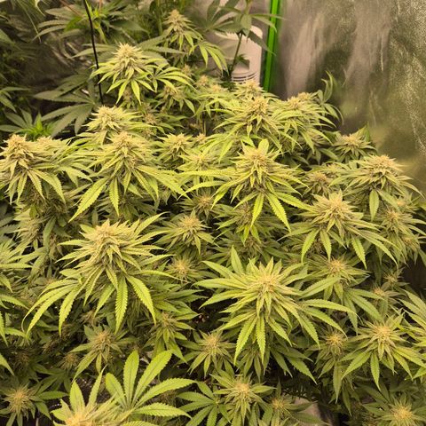 WTF- Königin Mimosa evo 👑👑👑 (65-70bt) growlog timeline photo