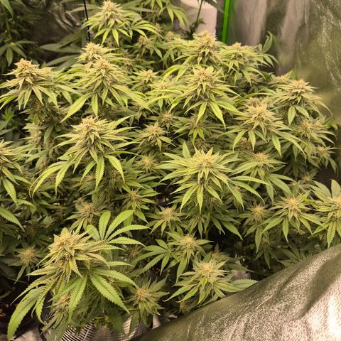 WTF- Königin Mimosa evo 👑👑👑 (65-70bt) growlog timeline photo