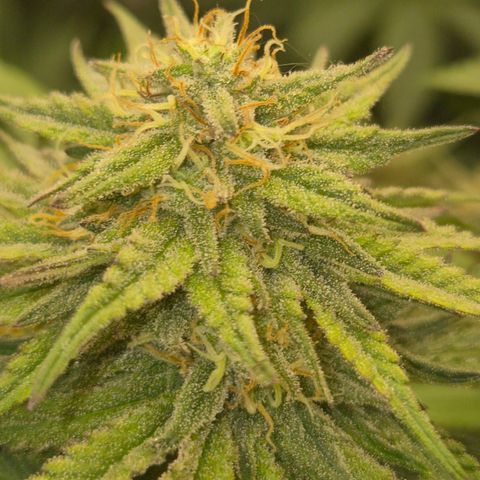 WTF- Königin Mimosa evo 👑👑👑 (65-70bt) growlog timeline photo