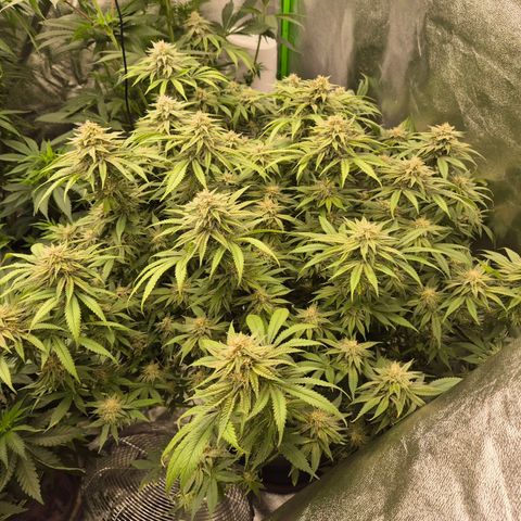 WTF- Königin Mimosa evo 👑👑👑 (65-70bt) growlog timeline photo